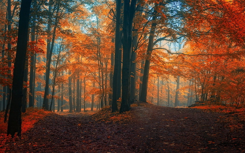 tranquility, no people, autumn collection, nature, woodland, lot, fall, colorful, plant part, crossroads, leaf, tranquil scene, non-urban scene, the way forward
