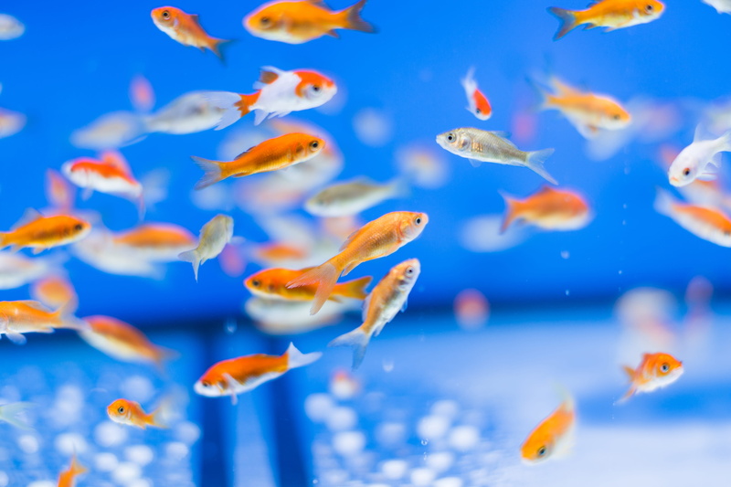 swimming, pets, group of animals, school of fish, transparent, goldish, petco, animal themes, baileys crossroads, animal, 5K, fish, fish tank, large group of animals