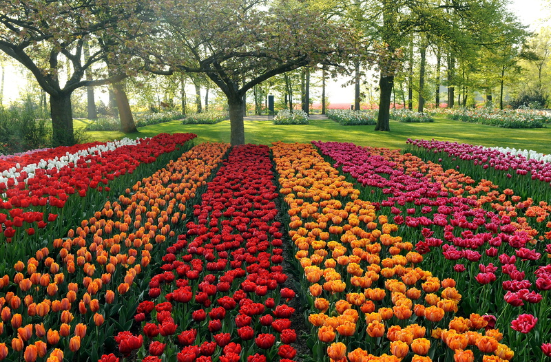 season, agriculture, landscape, orange, rural Scene, park, purple, flowerbed, tree, summer, color Image, keukenhof Gardens, orange Color, beds, outdoors