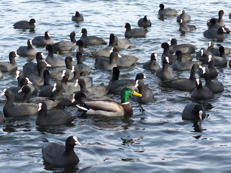 individually, surrounded, Anders, no people, outdoors, 2K, affiliation, animal wildlife, water bird, animal themes, group of animals, marine, flock of birds
