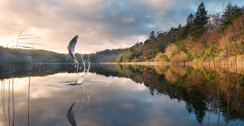 hd, viral, art, fish, animals, Landscapes, Design, artwork, 1080P, fishing