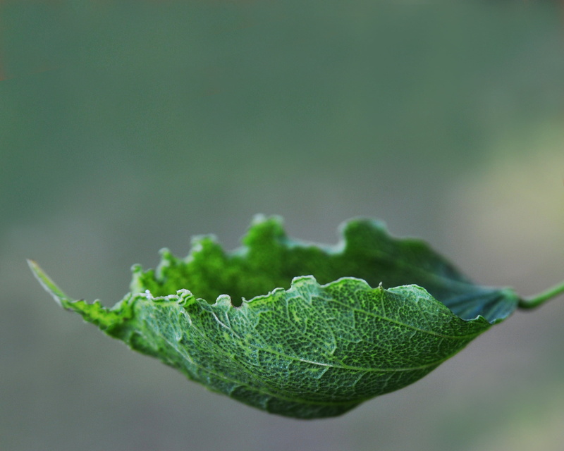 auto-focus, Assignment, Weekly, plant, macro photography, freshness, macro, nature, focus, minimalist, photography, close-up, green leaf, green, bokeh