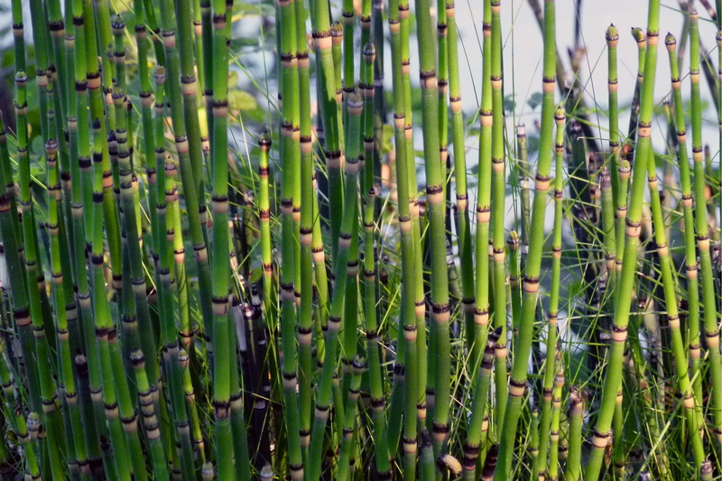 nature, backgrounds, plant, botany, horsetail, green color, equisetum, no people, stem, day, focus on foreground, bamboo grove, flora, land, full frame