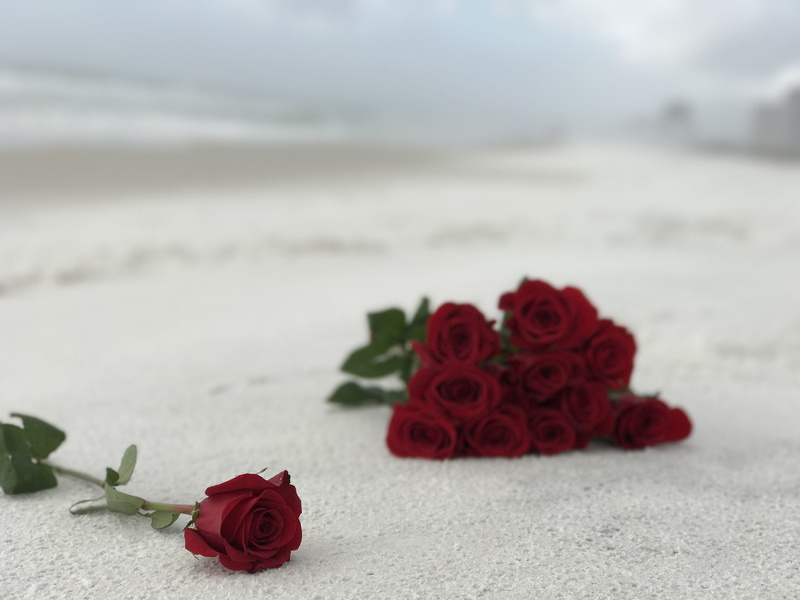 separate, Texture, focus on foreground, positive emotion, Roses, White, red, outdoors, petal, rose, Flower, flower head, beach, flower arrangement, emotion
