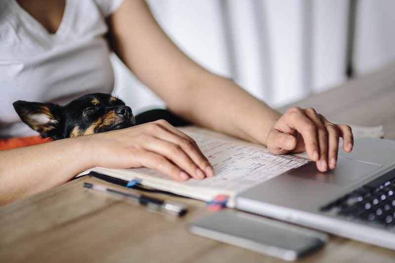 cute, technology, women, caucasian Ethnicity, education, midsection, mammal, using laptop, business Person, girl, hands, child, pet, two people, indoors