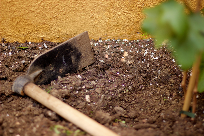 growth, wood, insect, pickax, plant, environment, animals in the wild, close-up, architecture, mud, earth, ground, near, people, farm, nature, 5K, invertebrate