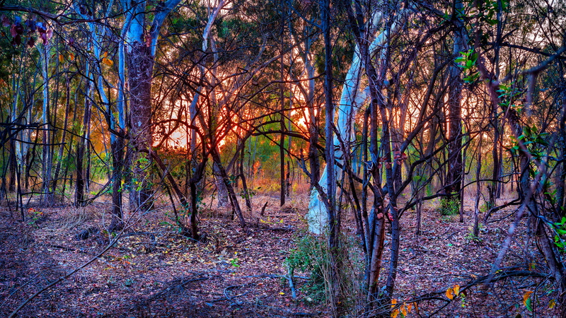 scenics - nature, remote, tranquility, plant, tranquil scene, outdoors, growth, australian bush, pine woodland, sunrise, forest, woodland, for my other already accepted
