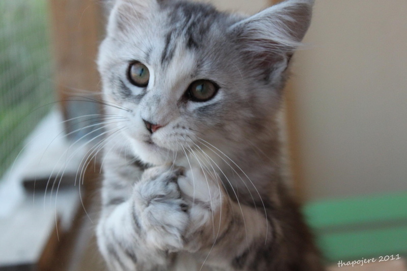 sweet, please, cute, animals, animal, funny, 1080P