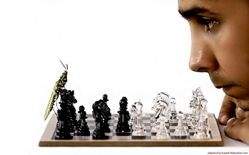 pieces, chess, insects, funny, 720P, men, bug