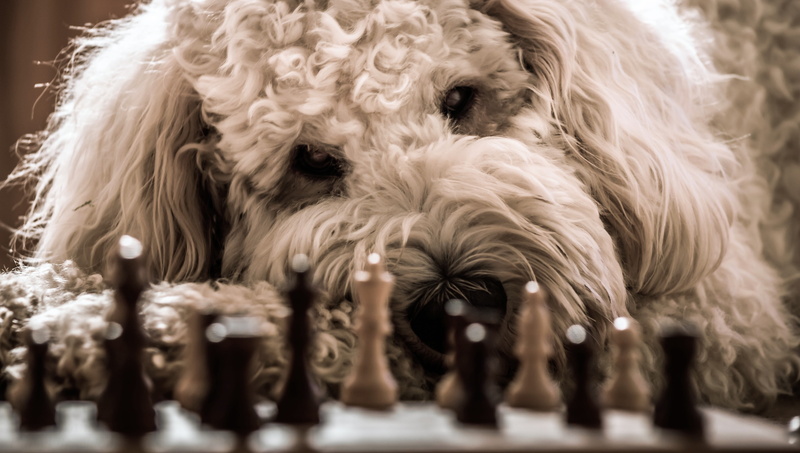adult, white color, goldendoodle, poodle, relaxation, indoors, chessboard, day, set, near, animal hair, toy, one animal, animal body part, domestic animals