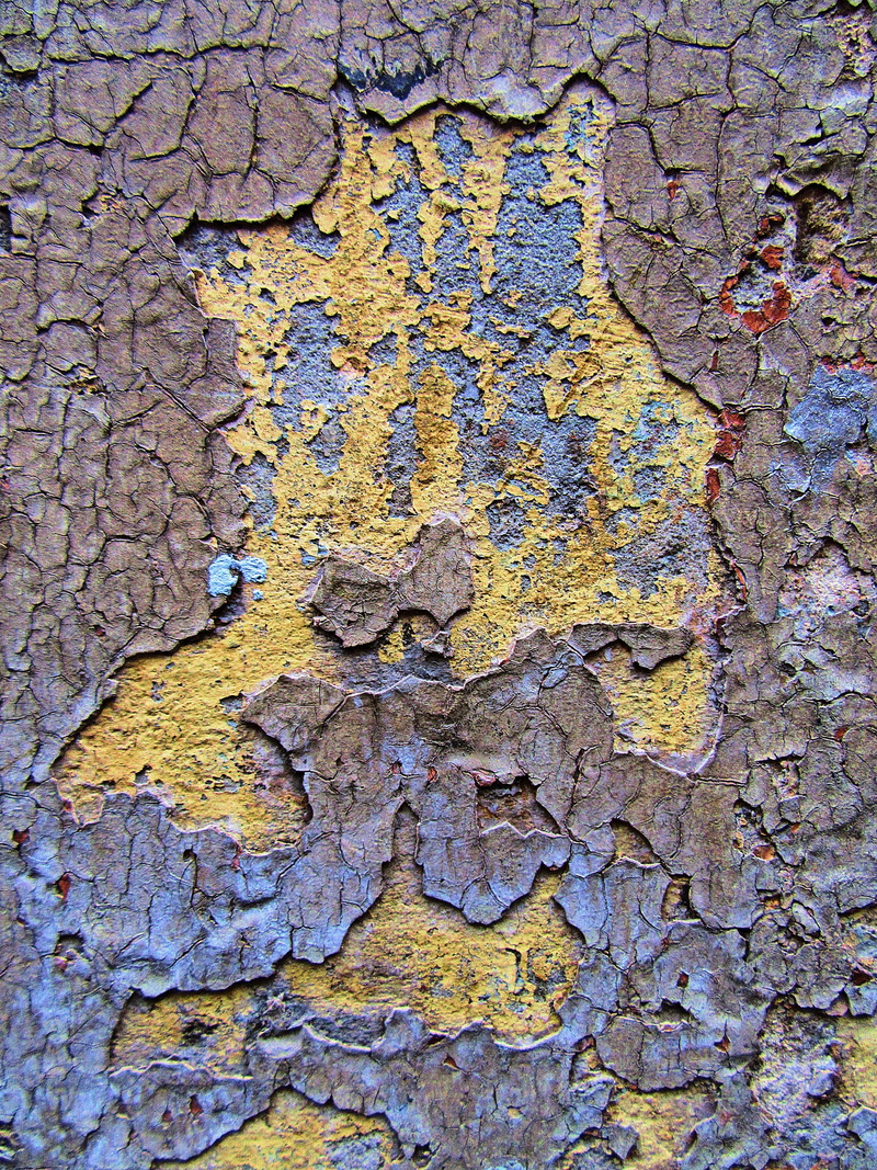 trunk, 2K, weathered, texture, wall, peeled, concrete, close-up, peeling off, tree, diagram, rock, old, deterioration, rug, lichen, pattern, wood, algae