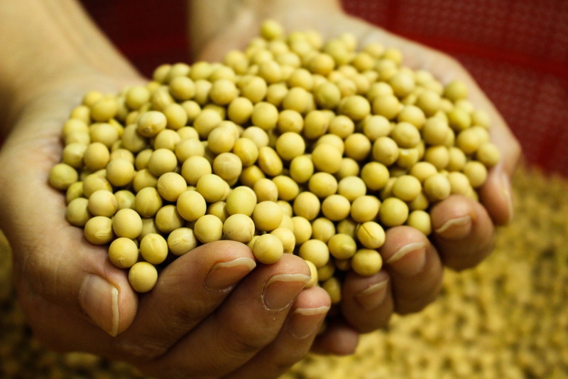 soja, dried food, hand, a friend, farming, yellow hong kong, légumineuses, white kong, holding, agriculture, close-up, food, dichroism 豆, fruit, soy milk hong kong