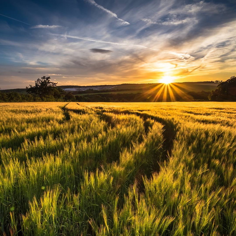 photographer, farm, sunset, Sundown, outdoors, square, summer, rural Scene, non-Urban Scene, sunlight, meadow, scenics, field, grass, nature, hull, Instagram