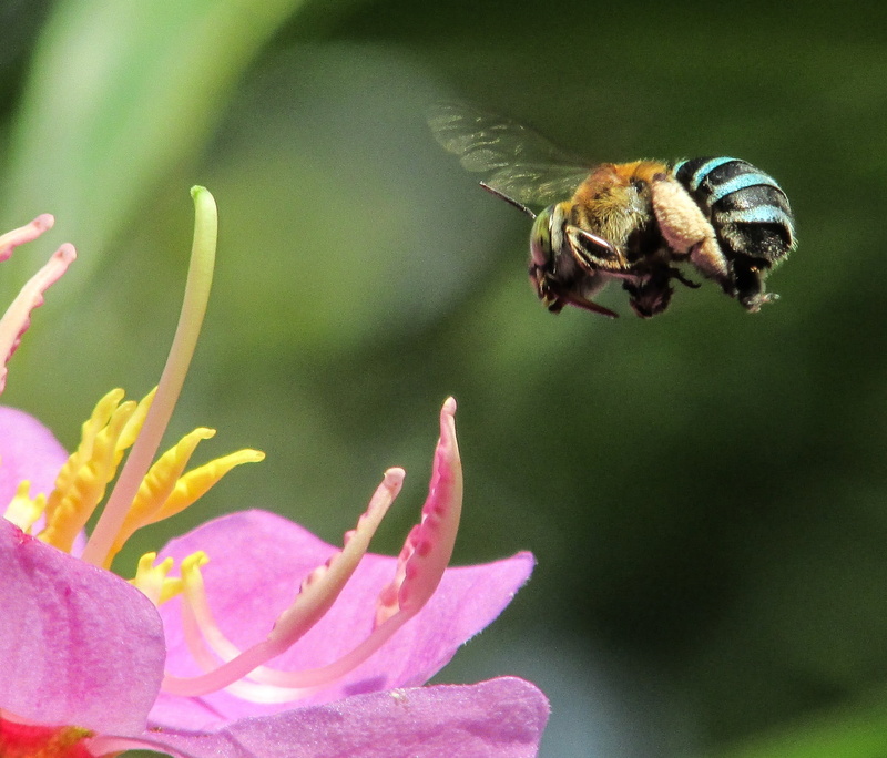 nature, plant, sp, animal, pollen, filter, insects, bee, close, pink, photo, bees, 1080P, close up, insect, land, summer, honey Bee, uploaded, petal, Blue Banded Bee