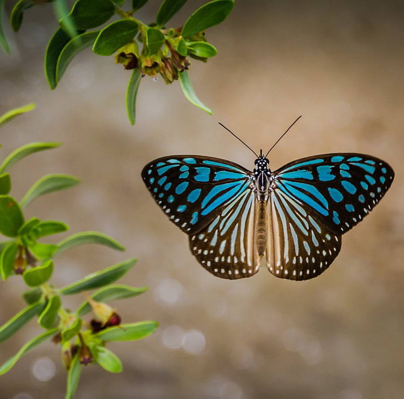 beauty In Nature, blue, square, photography, animal, Timing, butterfly, 480P, animal Wing, format, iphoneography, instagram, black, thailand, app, photographer