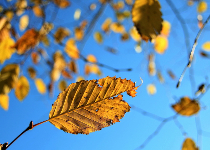 leaf, seasons of the year, close-up, change, thin, scenically, leaf vein, day, outdoors, twigs, foliage, sunny, natural condition, focus on foreground