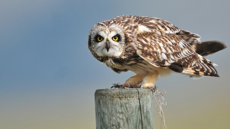 1080P, owl, piles, wildlife, animals, birds