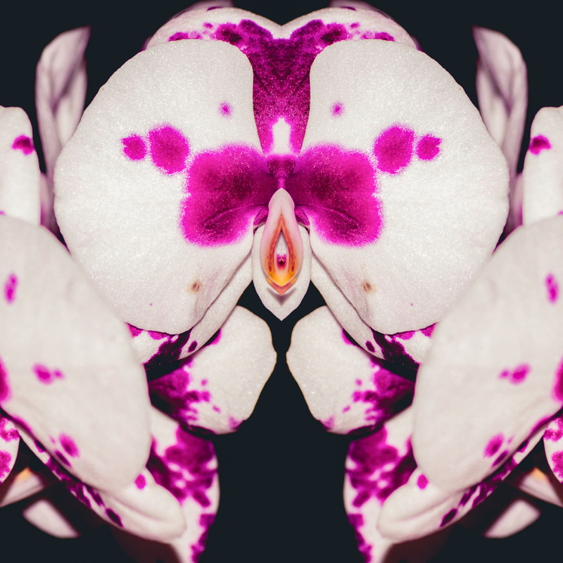 mirror, roxo, close-up, pareidolia, purple, human body part, petal, inflorescence, insinuante, flower head, vulnerability, suggestive, 1080P, freshness