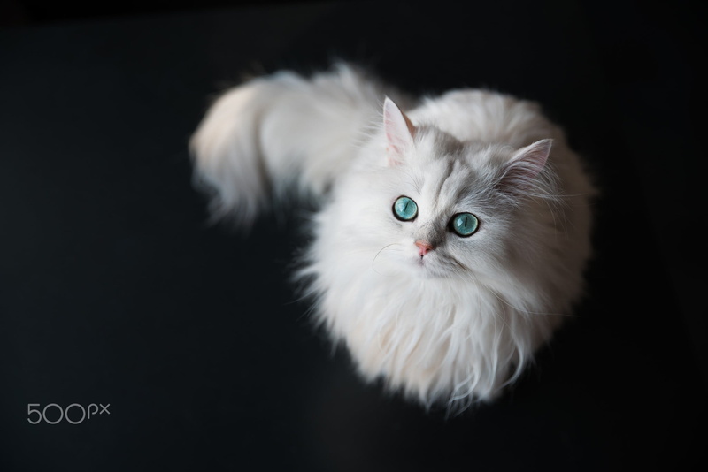 looking at camera, coon, black background, animal eye, no people, animals, portrait, domestic, white, animal themes, persian cat, 500px, one animal, studio shot