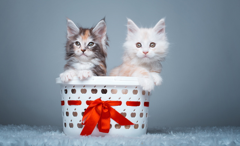 Maine Coon Cats, 5K, 5K, Cute Kittens, 4K