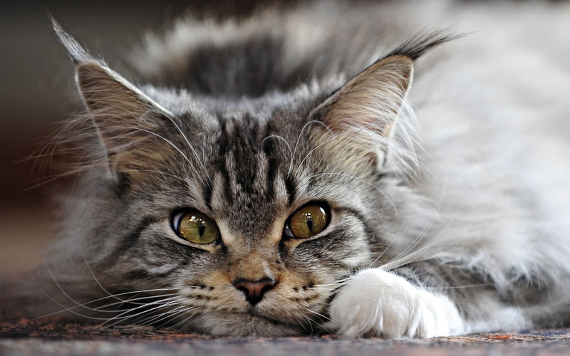cat, sleepy, 1080P, coon, lovable, adorable, maine coon, maine