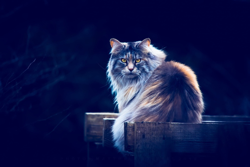 domestic cat, pets, mammal, animal eye, feline, sitting, 1080P, maine, coon, wood - material, people, maine coon cat, cat, yellow eyes, vertebrate, animal hair