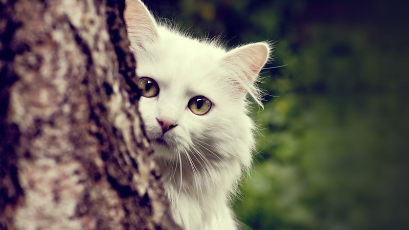1080P, domestic cat, looking, animal head, kitten, whisker, nature, animal themes, mammal, one animal, domestic animals, animal body part, vertebrate