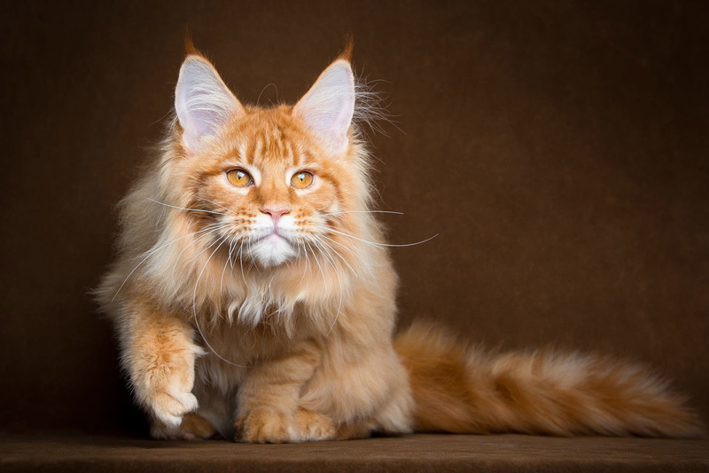 no people, one Animal, brown, maine coon cat, indoors, staring, red, purebred Cat, orange Color, looking at camera, studio Shot, ginger Cat, domestic Cat
