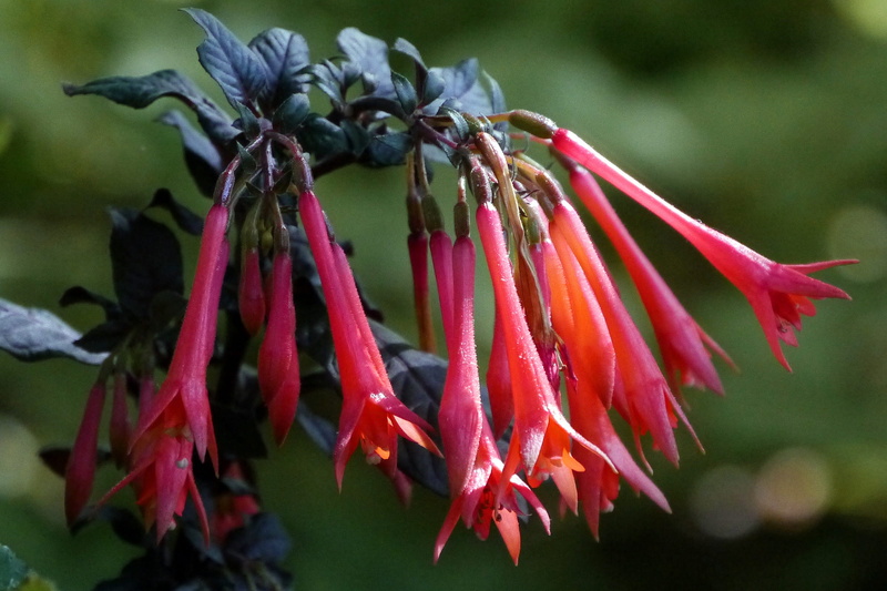 known, backyard, focus on foreground, japanese, also, freshness, gardens, nectar, outdoors, red, landscapes, honeysuckle, white, much, plants, flowering plant