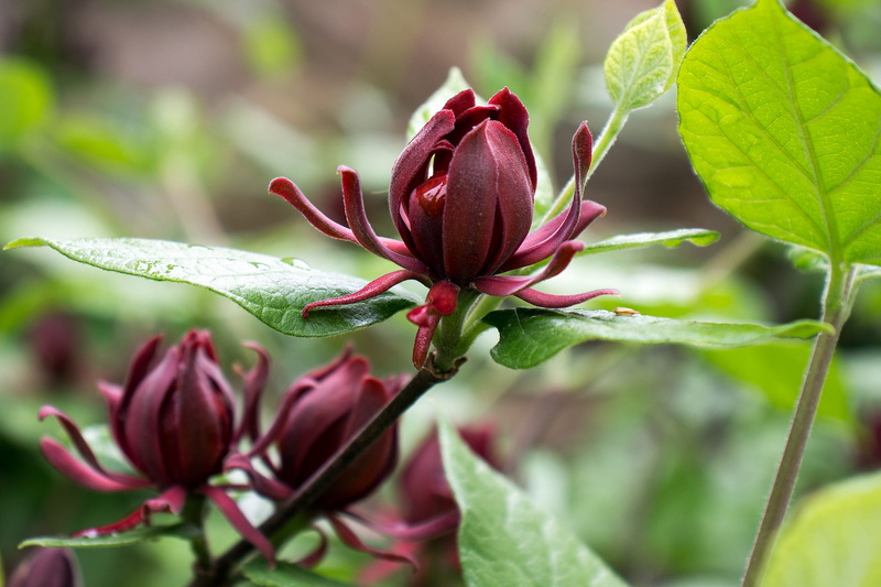 inflorescence, names, deciduous, dark, allspice, virginia, green color, no people, shrub, camphor, leaf, pods, like, freshness, flowering plant, sweetshrub