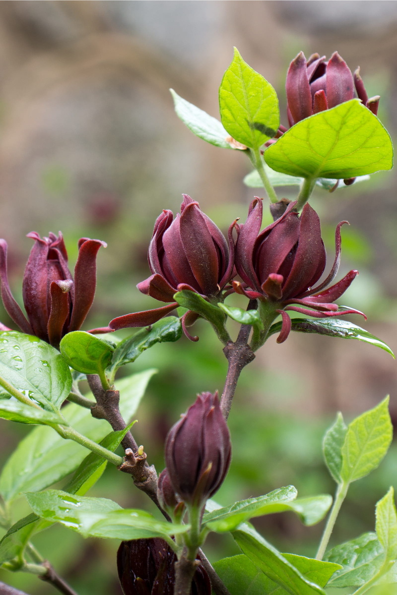 outdoors, months, allspice, marron flowers, petal, focus on foreground, beginnings, come, burgundy flowers, virginia, april, scent, flower, tall, burgundy