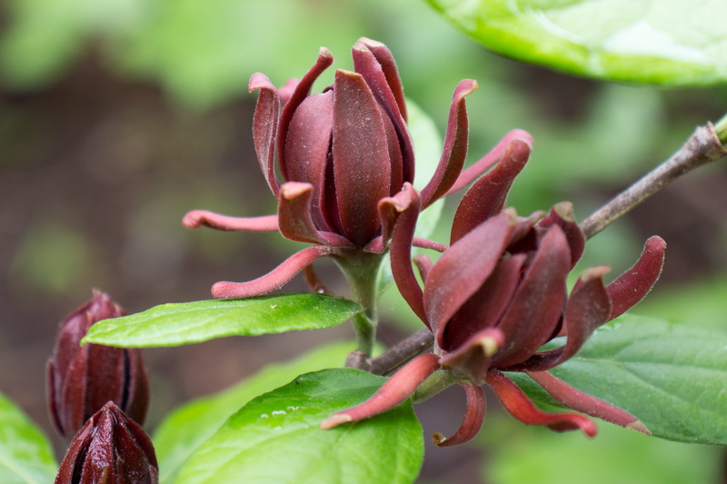 beauty in nature, carolina, flowering plant, floridus, seed, sweetshrub, growth, focus on foreground, day, clove, plant part, freshness, fragrant flowers