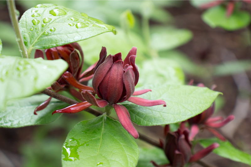 us, used, leaves, flowering plant, dark, bloom, bark, mature, fruits, come, vulnerability, lustrous, potpourris, uncommon, release, bud, months, called