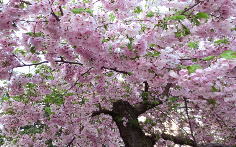 lilac, springtime, cherry tree, cherry blossom, growth, prunus, tree, flowering plant, vulnerability, especially, desktop, call, pink color, freshness