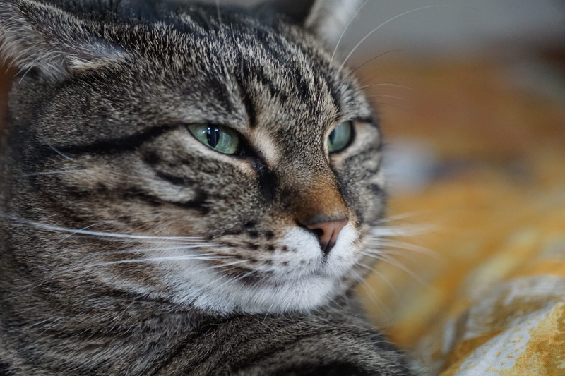 5K, tooth, deceitful, animal eye, whisker, rage, gray, burn out, domestic cat, pets, nature, rebels, focus, close-up, sickness, happy, trouble, tired