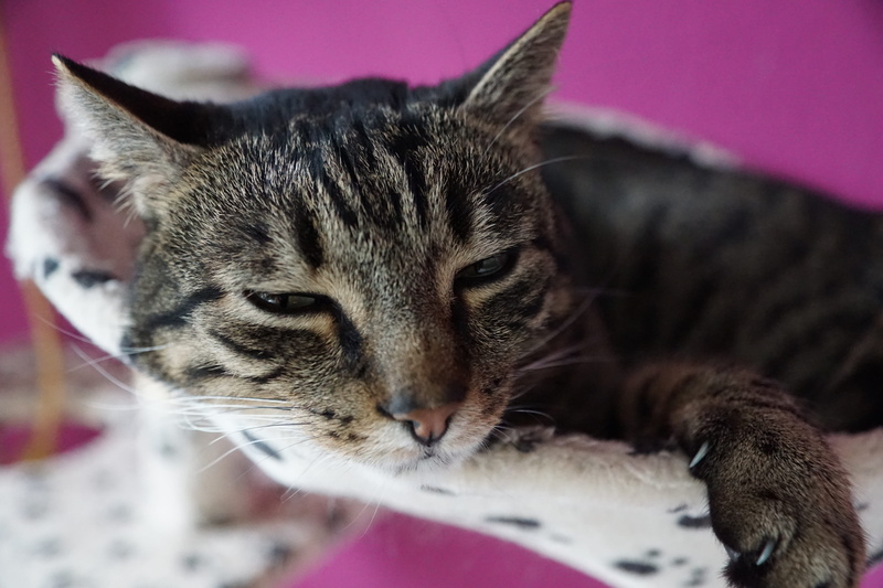 hair, relaxation, fear, domestic, young, stripes, animal themes, fur, striped, purple, portrait, no, tooth document, tigerli, kitten, young animal, monk