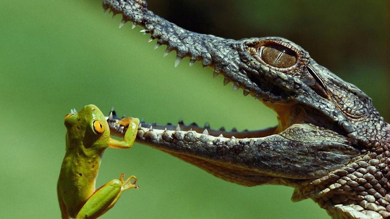 clamber, vertebrate, animal, animal wildlife, animals in the wild, water, animal mouth, teeth, mouth open, mouth, animal head, communication, one animal