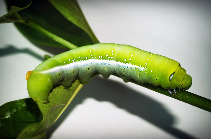 food and drink, ripe, clamber, creepy, tree, scary, small, insect, close-up, closeup, cute, sunlight, caterpillar, food, green, 2K, pest, outdoors, butterfly
