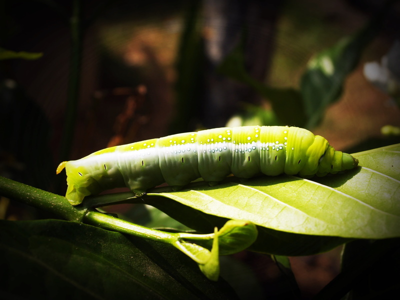 close-up, animal wildlife, attractive, animal themes, scary, crawl, bug, small, trunk, eating, food and drink, wild, grown, Worm, pest, 2K, vegetable