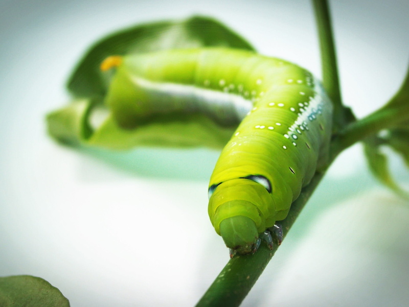 green, macro, cute, background, clamber, isolation, plant, leaf, food and drink, creepy, park, white, wildlife, curled up, focus on foreground, insect
