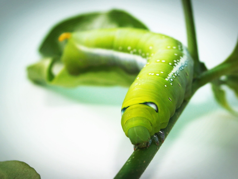 wild, caterpillar, vegetable, freshness, stick, leg, bright, pattern, one animal, poisonous, scary, green, no people, bug, cute, spiral, branch, green color