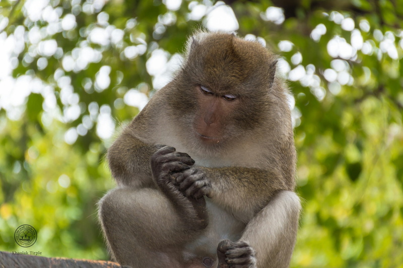 one animal, sitting, nature, vertebrate, clamber, rainforest, baboon, people, macaque, animals in the wild, persistent, focus on foreground, 1080P, tropical rainforest