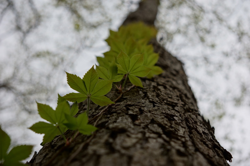 lichen, creeper, green color, textured, no people, twine, vulnerability, plant, stem, focus on foreground, nature, tree trunk, 2K, low angle view, plant bark