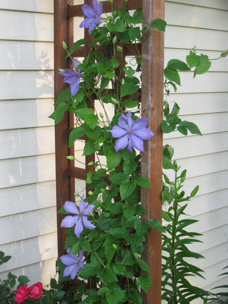 house, freshness, clematis, architecture, outdoors, no people, fragility, purple, vulnerability, 4K, potted plant, vine, close-up, creeping plant, flower head