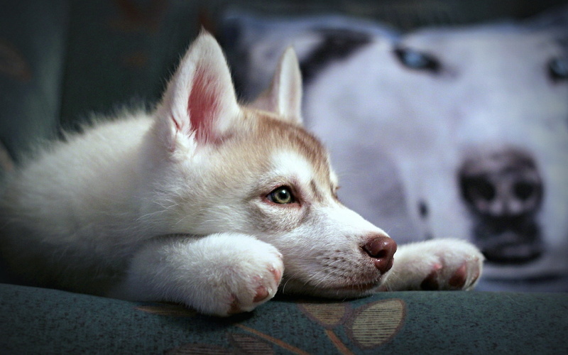 pets, sled Dog, alaskan Culture, sadness, malamute, close-up, purebred Dog, siberian Husky, snout, whisker, day, friendship, young Animal, nature, animal