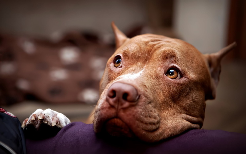 pit Bull Terrier, looking, whisker, snout, friendship, eyes, animal themes, relaxation, sadness, face, focus on foreground, portrait, coated, terrier, animal
