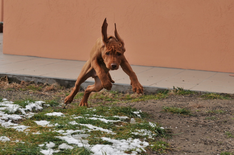 portrait, bull, pets, 4K, running, no people, terrier, brown, mammal, land, Hungarian Vizsla, american, one animal, vertebrate, small, canine, tan, domestic animals