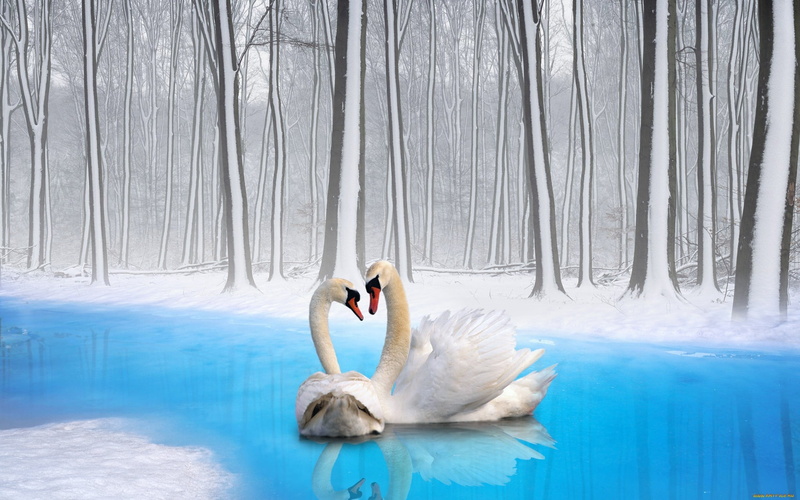 swimming, birds, love, bird, ice, outdoors, cold temperature, snow, two, water, tree, one animal, season, frost, vertebrate, feather, loyalty