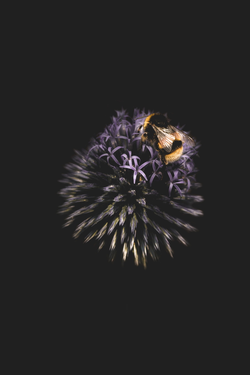 wildlife, autumn, close up, hungry, backgrounds, bug, flight, flower, screensaver, 5K, nature, yellow, night, outdoors, bee, garden, wing, exploding, stripe