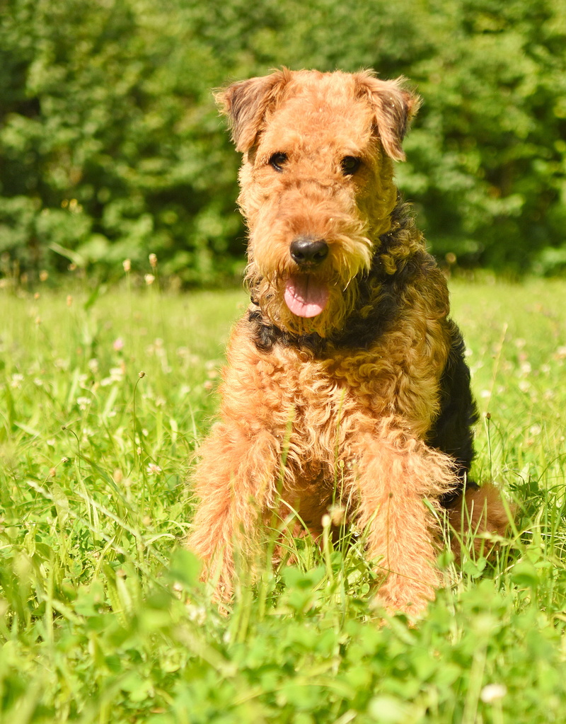 brown, doggy style, vertebrate, animal themes, furry, portrait, nature, companion, airedale terrier, plant, domestic animals, race, fur, kitten, looking at camera